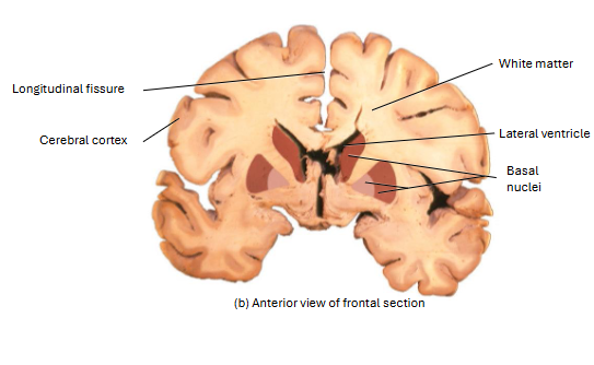 <p>Outer layer of gray matter in the cerebrum</p>
