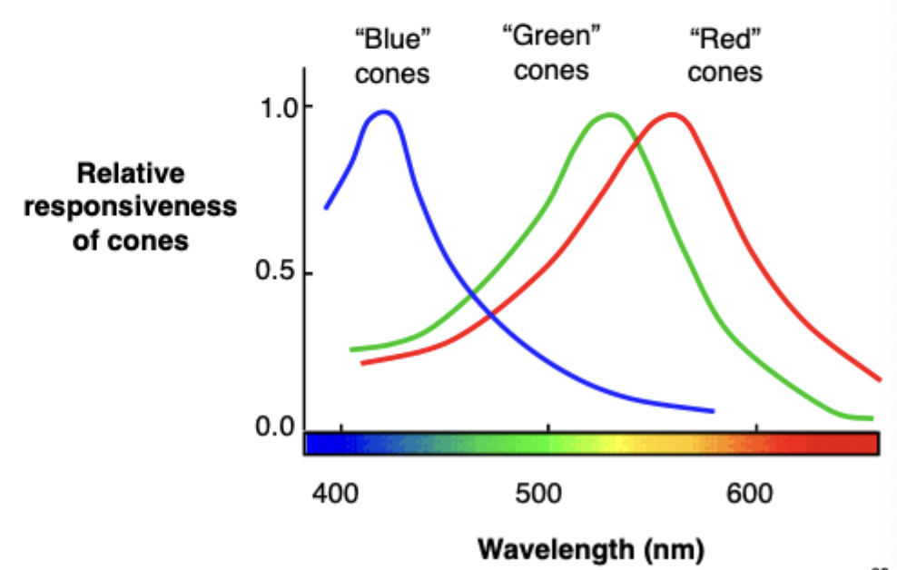<p> </p><ul><li><p><span>3 cone types.</span></p></li><li><p><span>Still pick up other colours not just blue, green or red. But what they maximally pick up on.</span></p></li><li><p> <span>S, M & L better representative</span></p><ul><li><p><span>Not actually coloured this way.</span></p></li></ul></li></ul><p></p>