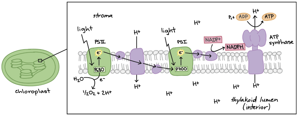 <p><span style="background-color: transparent;">2 photosystems are used:</span></p><ul><li><p><span style="background-color: transparent;"><strong>Photosystem II </strong>– Captures a photon of light and releases an electron to the </span>Electron Transport System<span style="background-color: transparent;"> → </span>produces ATP<span style="background-color: transparent;">.</span></p></li><li><p><span style="background-color: transparent;"><strong>Photosystem I </strong>– Captures a photon and releases an electron to the ETS → </span>produces NADPH<span style="background-color: transparent;">.</span></p></li></ul><p></p>