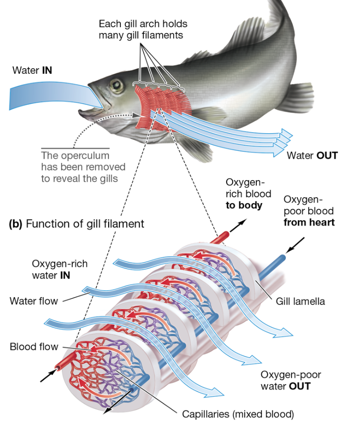 <p>Countercurrent Exchange</p>