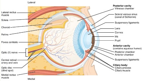 <p>What are the two chambers of the eye</p>