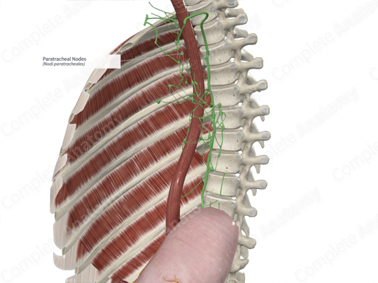 <p>around the trachea  </p>
