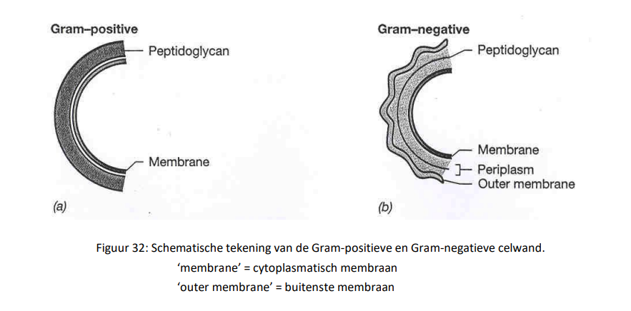 <ul><li><p>de celwand van Gram-negatieve bacteriën bestaat slechts voor 10% uit pepridoglycaan</p></li><li><p>de peptidoglycaanlaag bij gram-negatieve bacteriën is omgeven door een membraan, dat de buitenste membraan genoemd wordt, het cytoplasmatisch membraan wordt dan het binnenste membraan genoemd</p></li><li><p>de ruimte tussen de binnenste en de buitenste membraan, waarin het pepridoglycaan ligt, is het periplasma</p></li><li><p>de buitenste membraan, is net zoals het cytoplasmatisch membraan, opgebouwd uit een dubbele fosfolipidenlaag</p></li><li><p>in de buitenste fosfolipidenlaag van de buitenste membraan is een extra suikercomponent zeer talrijk aanwezig namelijk het lipopolysacchariden (LPS)</p></li><li><p>in de gram-negatieve celwand zijn ook tal van eiwitten aanwezig zowel in het perplasma als in de buitenste membraan, hierbij kunnen de porines en de lipoproteïnen als voornaamste worden aangehaald</p></li></ul><p></p>