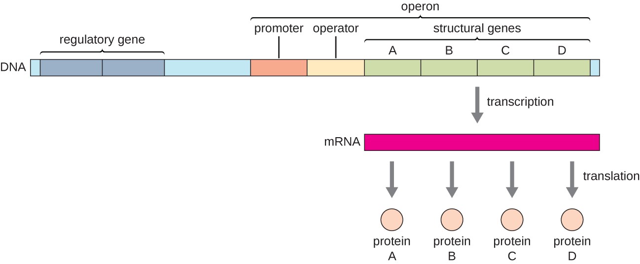 <p>operon promoter</p>