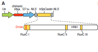 <p>explain fig 4A cong</p>