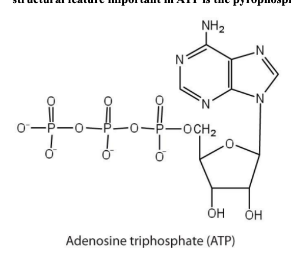 <p>Adenine</p><p>Ribose</p><p>Three phosphate groups </p>