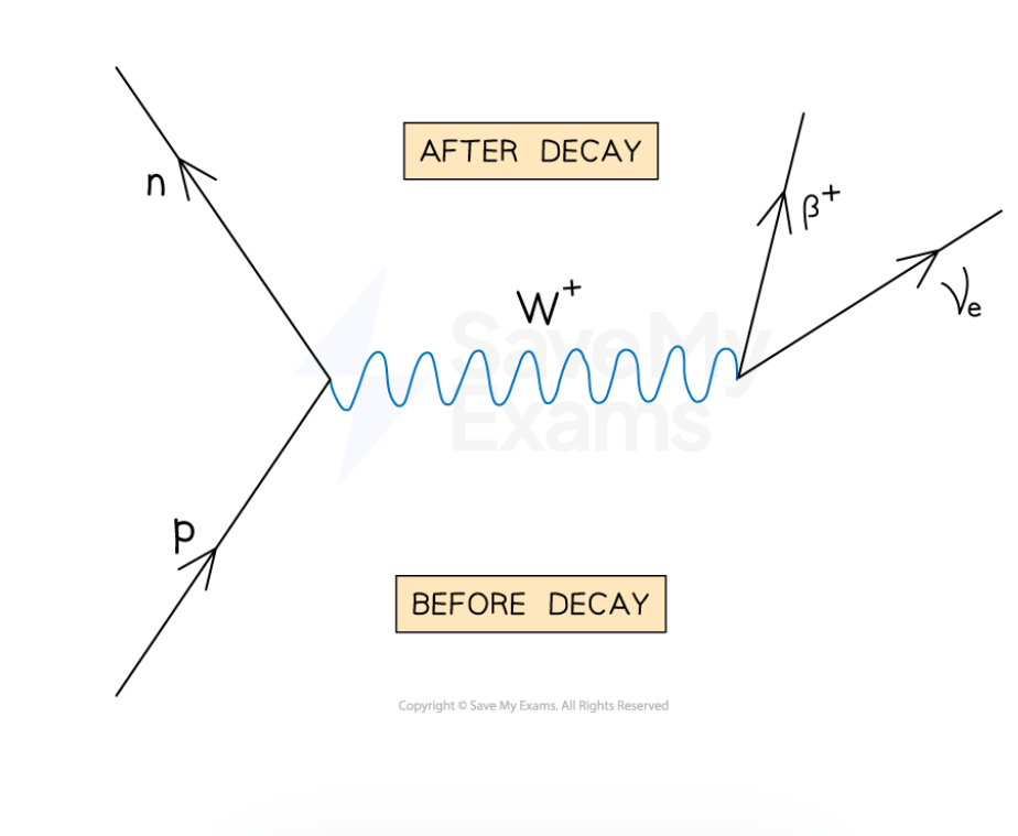 <p><strong>Nuclear Decay</strong></p><ul><li><p>Beta minus decay occurs when ______ turns into a _______ and emits an electron and ______________ ________. Beta plus decay releases an electron neutrino</p></li><li><p>In beta decay, the nucleus loses a _______ amount of energy each time to make the beta particles. This should have resulted in beta particles having a specific _______ ______, but they showed a _______ ____ of energies. This provided evidence that the neutrino was also being produced using the ________ energy.</p></li><li><p>The proton is the only _____ baryon into which other baryons eventually decay</p></li></ul><p></p>