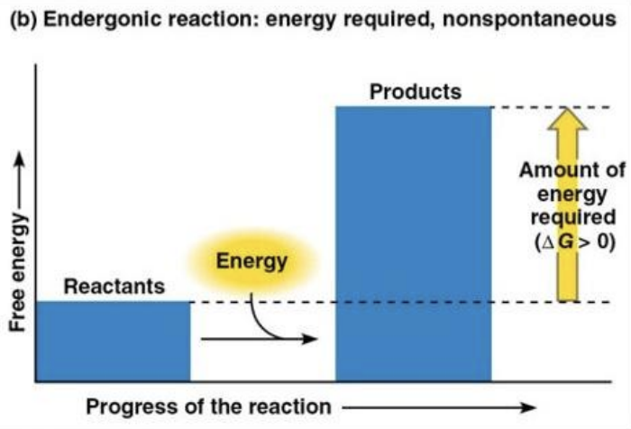 <p>Endergonic → allows a system to move towards a state of higher G (lesser stability)</p>
