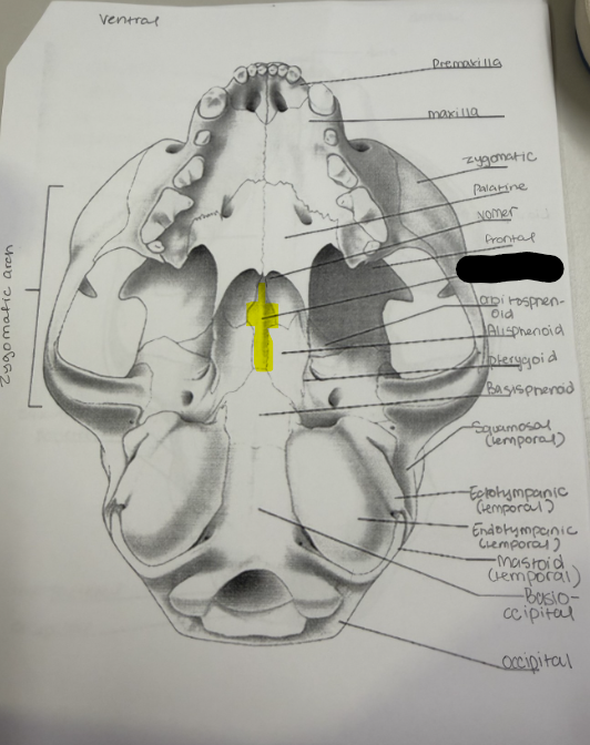 term image