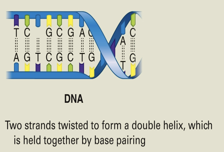 <p>Functions of DNA include…</p>