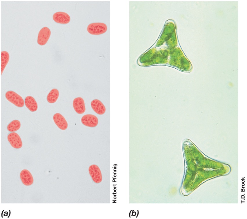 <ul><li><p><em>When specimens are visualized because of differences in contrast (absorbing or scattering light differently) between specimen and surrounding. </em></p></li><li><p><em>Pigmented microbes add contrast</em></p></li></ul><p></p>