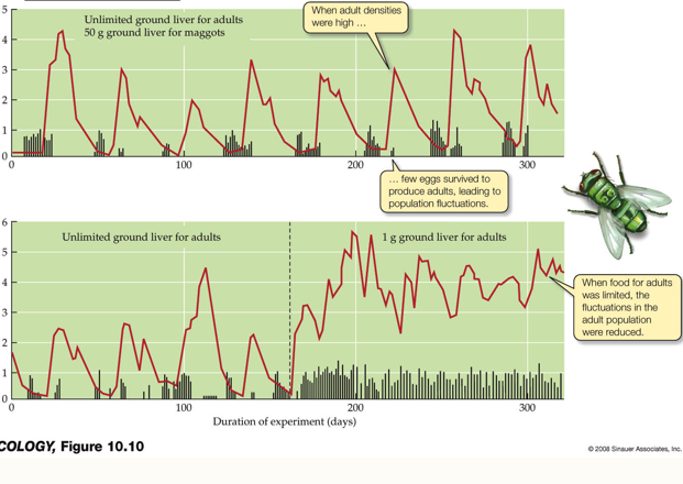 <p>situation where population growth is controlled by negative feedback operating with a time lag</p><p>Adults are well fed and produce many maggots. This results in too many eggs being produced for the available resources to support, and the maggot population crashes.</p><p>If you reduce the amount of food available for adults, there is no crash because the adults do not overproduce maggot eggs. Still oscillations, but not a crash.</p><p>Limiting juvenile survival causes adult N to flucuate</p>