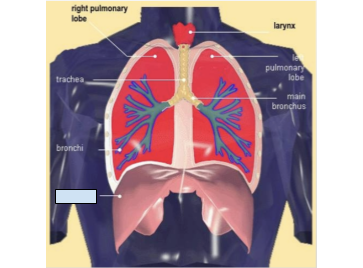 <p>Which structure is unlabeled?</p>