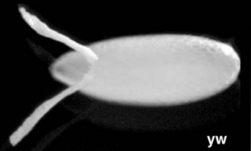 <p>Describe what you see in the figure below.</p>