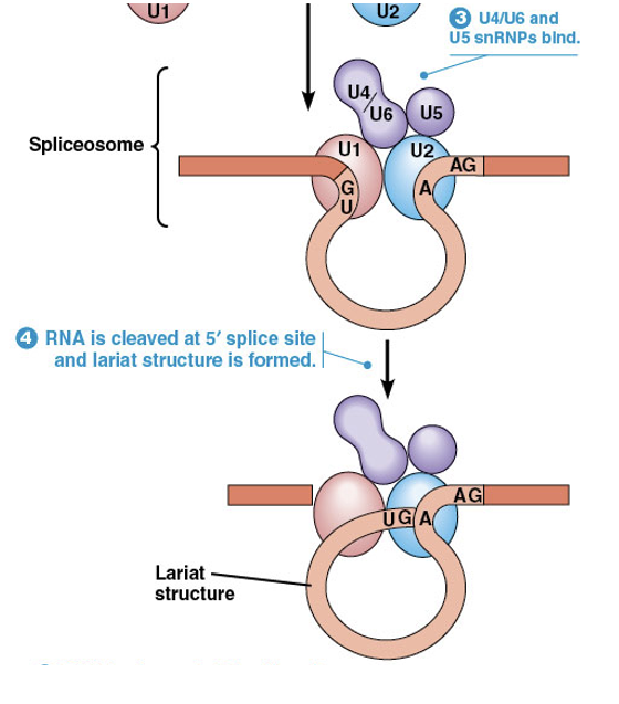 <ul><li><p><span>Finally a <strong>group of snRNPs (U4/U6 and U5) brings the ends of the intron together </strong>to form a <strong>mature spliceosome</strong></span></p></li><li><p><span>The pre-mRNA is cleaved at the 5′ splice site, which is joined to an adenine residue located at the branch-point sequence</span></p></li><li><p><span>The resulting structure is called a <strong><em>lariat</em></strong></span></p></li></ul><p></p>