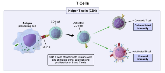 <ul><li><p><strong>MHC II presentation:</strong> T cells differentiate into<strong> T helper cells (CD4+)</strong></p></li><li><p>Release <strong>interleukins </strong>to boost both <strong>innate </strong>and <strong>adaptive immunity</strong></p></li><li><p>Interleukins help <strong>attract innate </strong>immune cells and increase <strong>proliferation </strong>of other <strong>T and B cells</strong></p></li></ul><p></p>