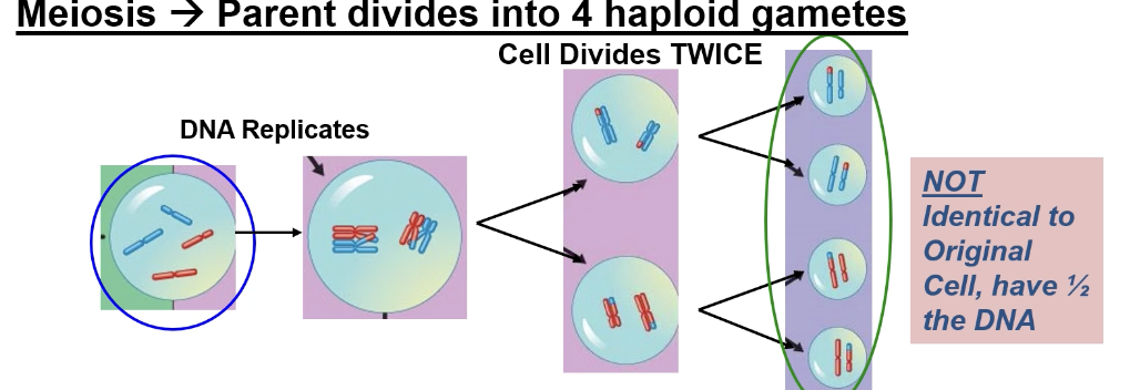 <p>parent divides into 4 haploid gametes (cell divides TWICE —> 4 has ½ of DNA)</p>