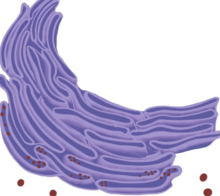 <p> ribosomes?</p>