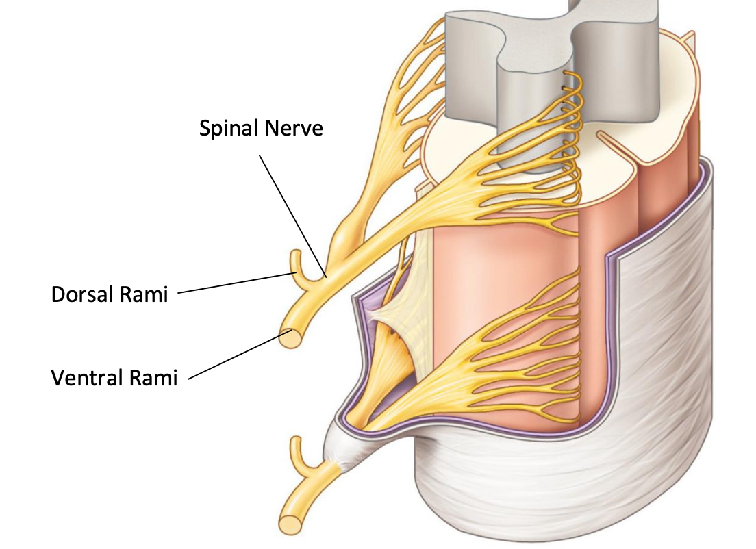 <p>What does the dorsal (posteriior) rami supply</p>