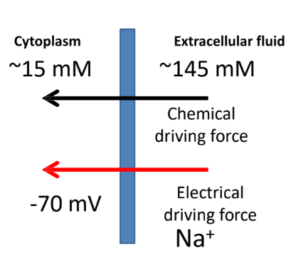 <p>Virtually all animal cells have a resting membrane potential (Vm) where the inside of the cell is slightly more negative than the outside.</p>
