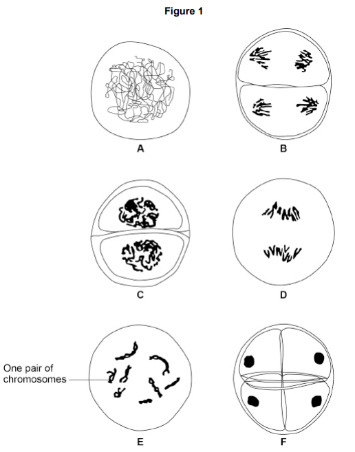 <ul><li><p>Figure 1 shows six stages in the process of meiosis.</p></li><li><p>In Figure 1, A is the first stage and F is the final stage. </p></li><li><p>Stages B to E are not in the correct order. </p></li></ul><p>Give the correct order of stages A to F. [1 mark]</p><p>A → ___ → ___ → ___ → ___ → F</p>