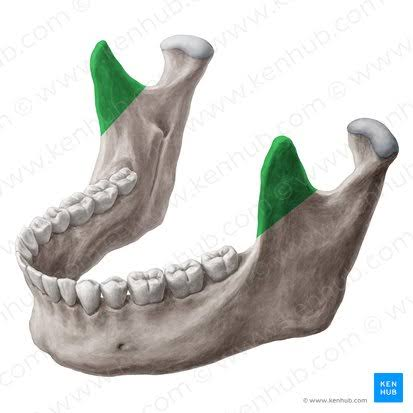 <p>What bone is this? </p>