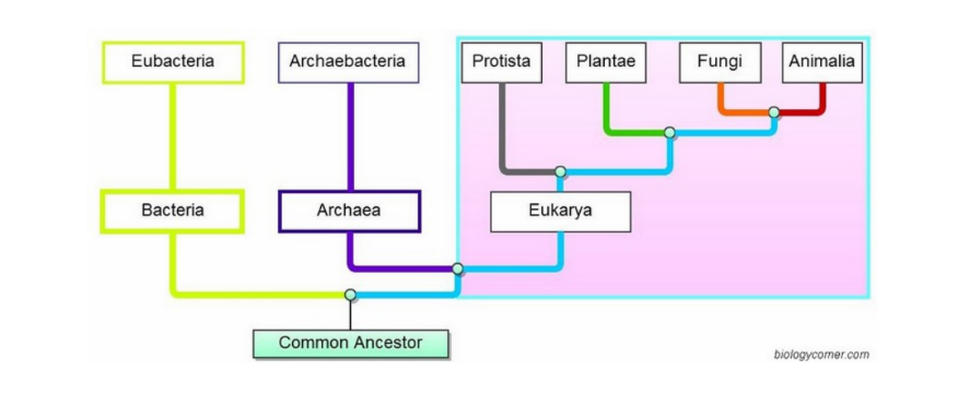 <p>Study the diagram found below and then describe the relationship between domains and kingdoms.</p>