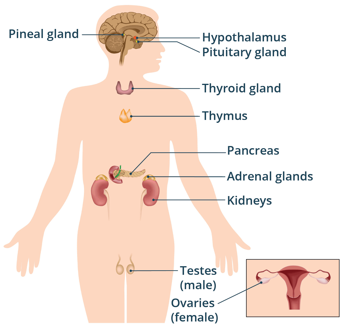 <p><span>Production of hormones in order to regulate a wide variety of bodily functions (menstrual cycle, sugar levels, etc)</span></p><p>Glands like the thyroid, pituitary, and adrenal glands</p>