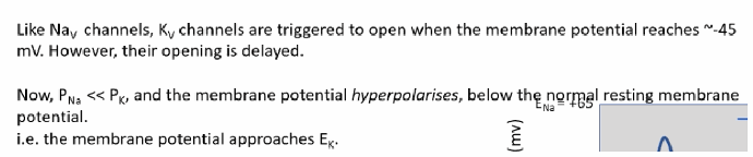 <p>The “delayed rectifier” voltage-gated K+ (Kv) channels open. Meanwhile, the K2p leak channels remain open throughout the entire action potential, contributing background K+ permeability.</p>