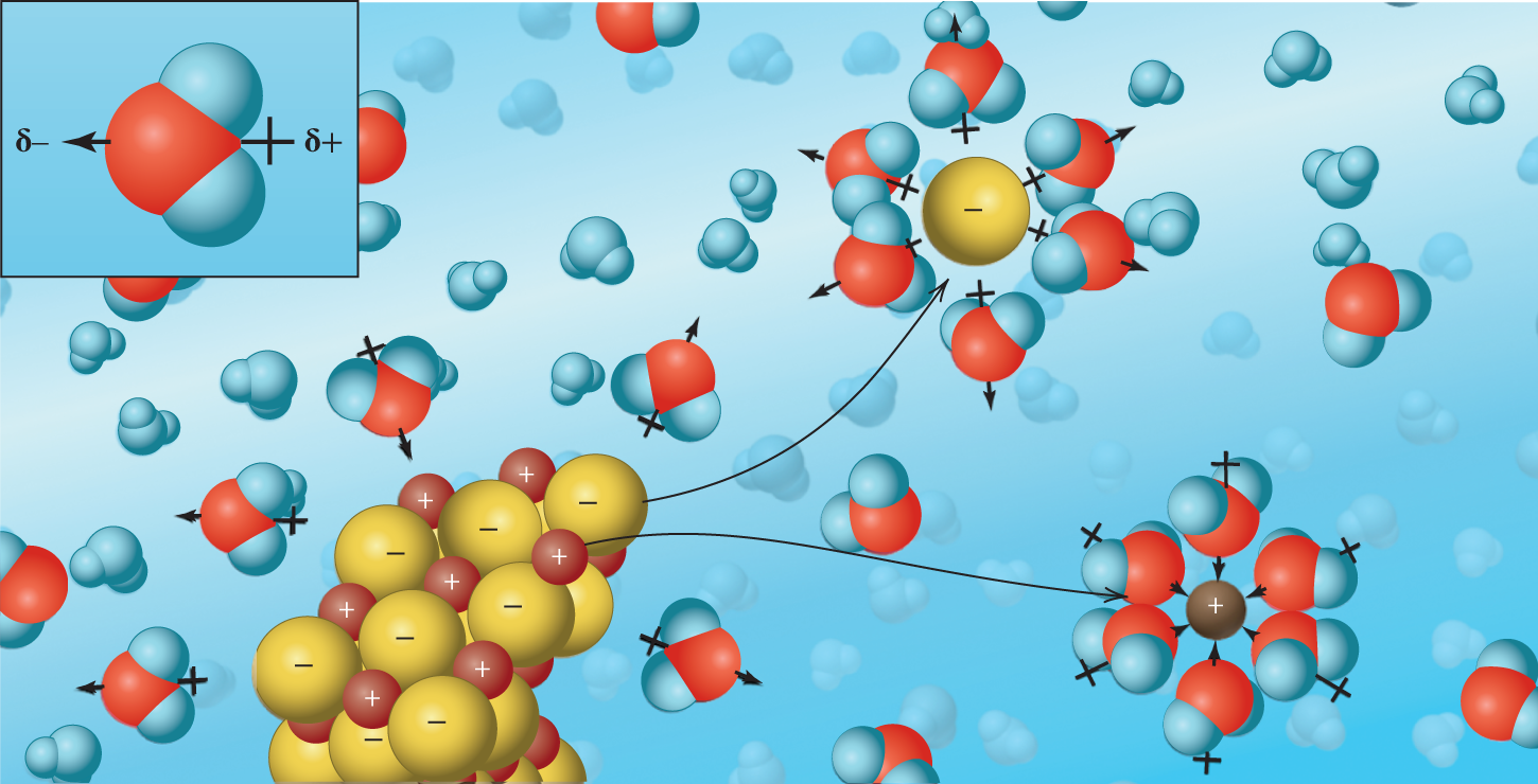 <p>Solvation</p>