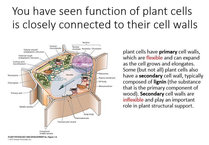 <ul><li><p>its function!</p></li><li><p>cell wall and function are closely linked</p></li></ul><p></p>