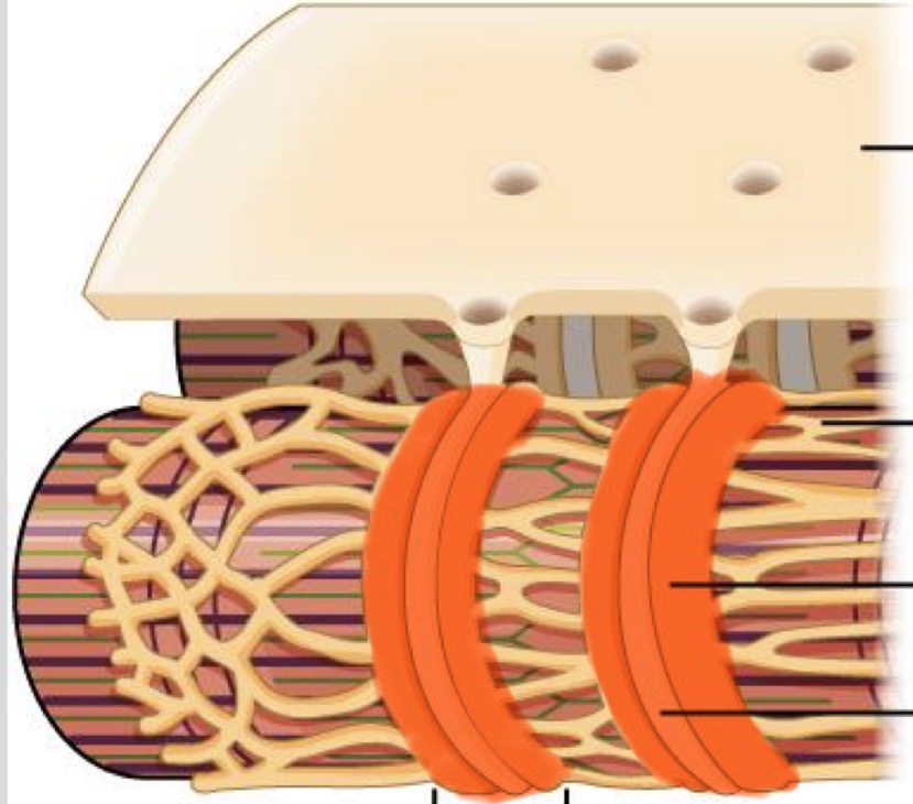 <p>2 terminal cisterns + t-tubule; regulates Ca2+ levels</p>