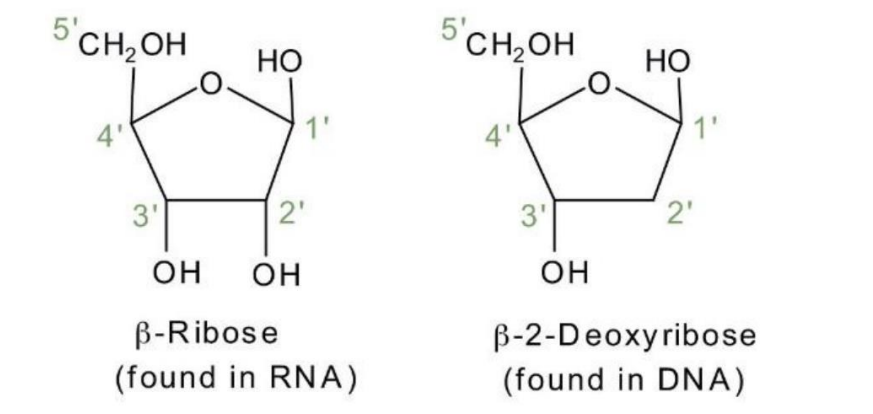<p>Deoxyribose does not have an OH groups at the ‘2 carbon </p>