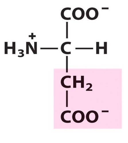 <p>Negatively Charged</p>