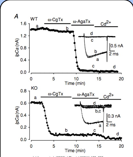 <p>only a small fraction of the presynaptic calcium current is sensitive to ω-CgTx, whereas the vast majority of this current is sensitive to ω-AgTx—P/Q-type calcium channels seem to be the dominant component of the presynaptic current.</p>