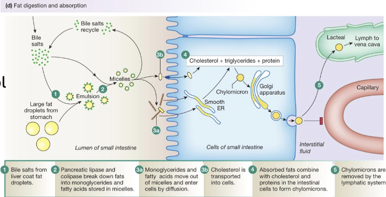 <ul><li><p>After entering enterocytes, free fatty acids and monoglycerides are transported to the endoplasmic reticulum where they are re-esterified to form triglycerides</p></li><li><p>These triglycerides are combined with cholesterol and proteins in the Golgi apparatus to form chylomicrons which are lipoprotein particles specialized for lipid transport</p></li><li><p>Chylomicrons are released from the cell via exocytosis, and because they are too large to enter blood capillaries directly they enter lymphatic vessels (lacteals)</p></li><li><p>From there they travel through the lymphatic system and are eventually drained into the venous circulation via the vena cava</p></li></ul><p></p>