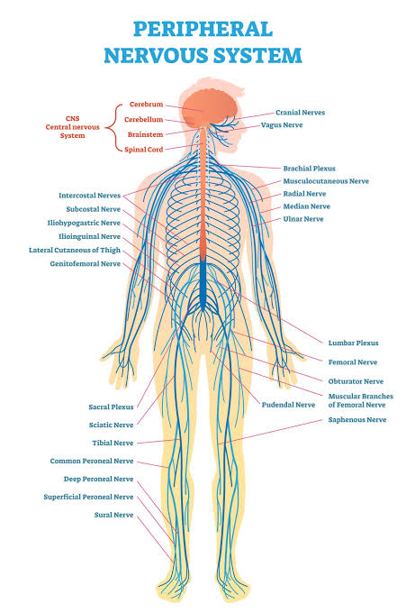<ul><li><p>Think: Femur</p></li><li><p>Location: Located in lower back, pelvis,and travels down the front of each thigh</p></li></ul><p></p>