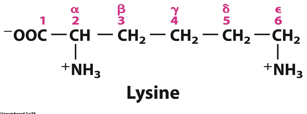 <ul><li><p>Biochemical naming starts at the α-carbon and moves outward along the R group</p></li><li><p>Side-chain carbons are named in order:</p><ul><li><p>α</p></li><li><p>β</p></li><li><p>γ</p></li><li><p>δ</p></li><li><p>ε</p></li></ul></li></ul><p></p>