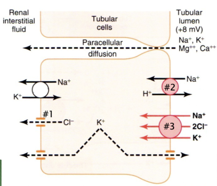 <p>What term best describes the energy requirements for membrane transporter #3?</p>