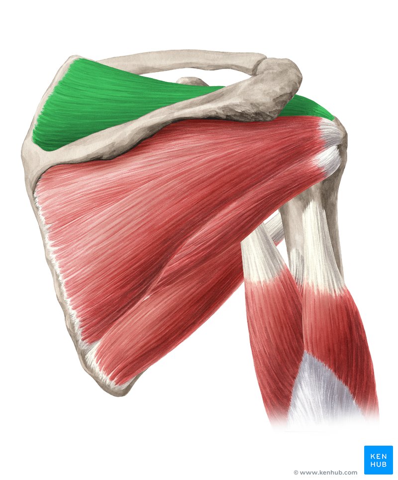 <p>abduct arm</p><p>origin: supraspinatus fossa</p><p>insertion: greater tubercle</p>