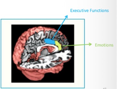 <p>The anterior cingulate cortex (ACC) lies above the corpus callosum and each region (blue and green) is implicated in executive functions and emotional processing, what are the two regions</p>