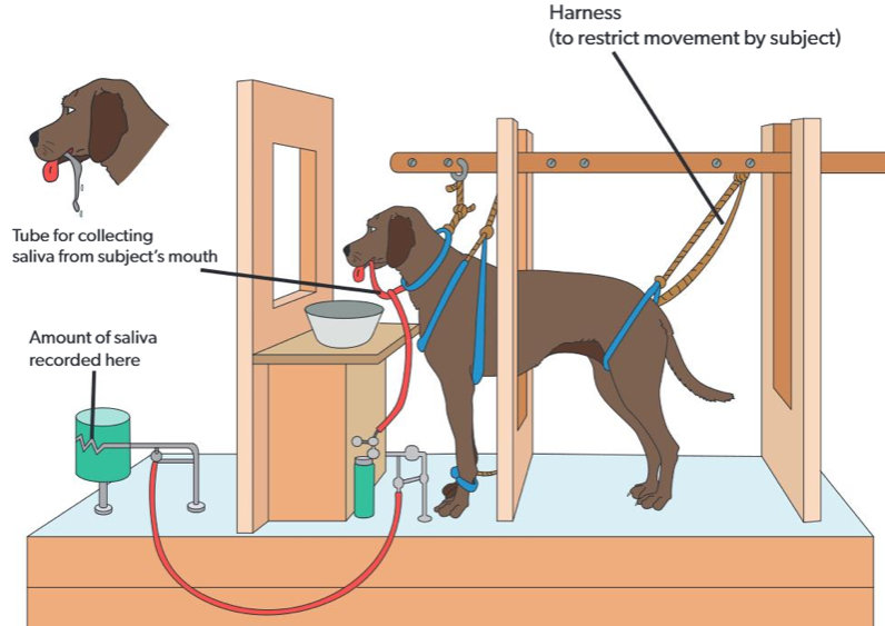 <p>classical conditioning- if you repeatedly present the meat (US) and the bell (CS) several times, you will be able to remove the meet and the dog will salivate at the sound of the bell (CR). </p><p>dogs digestive track was surgically modified so that saliva, instead of going down into the stomach, was redirected to a measuring device </p>