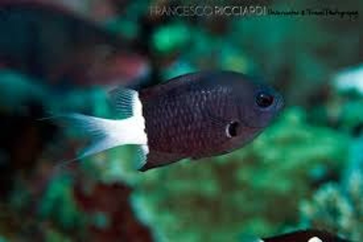<p>Chromis margaritifer</p>