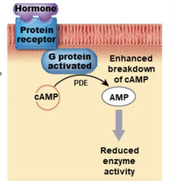 <ul><li><p>In some instances, G protein activation can decrease cAMP levels in the cytoplasm resulting an inhibitory effect on the cell. </p><ul><li><p>E.g. Epinephrine and norepinephrine</p></li></ul></li></ul><p></p>