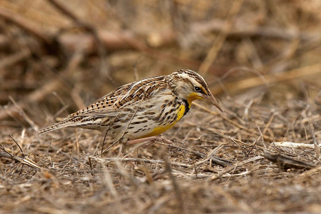 <p>Common name<br>Family</p>