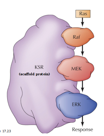 <p>Organize complexes of signaling molecules and maintain the specificity of MAP kinase signaling</p>