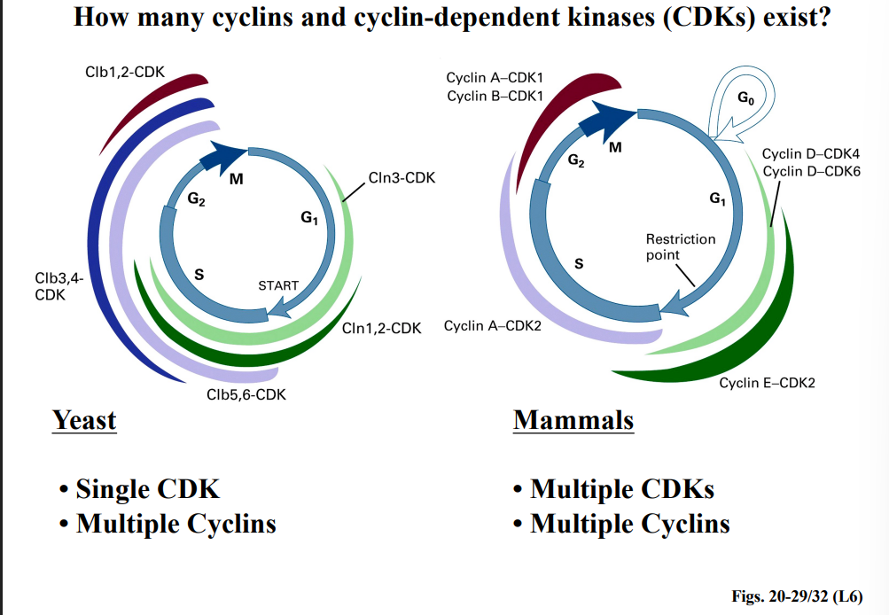 <p><span style="background-color: transparent;">The APC and G1-CDK: A Regulatory Feedback Loop</span></p>