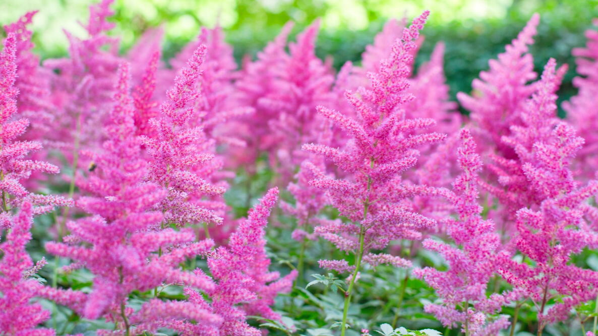 <p>Astilbe</p>