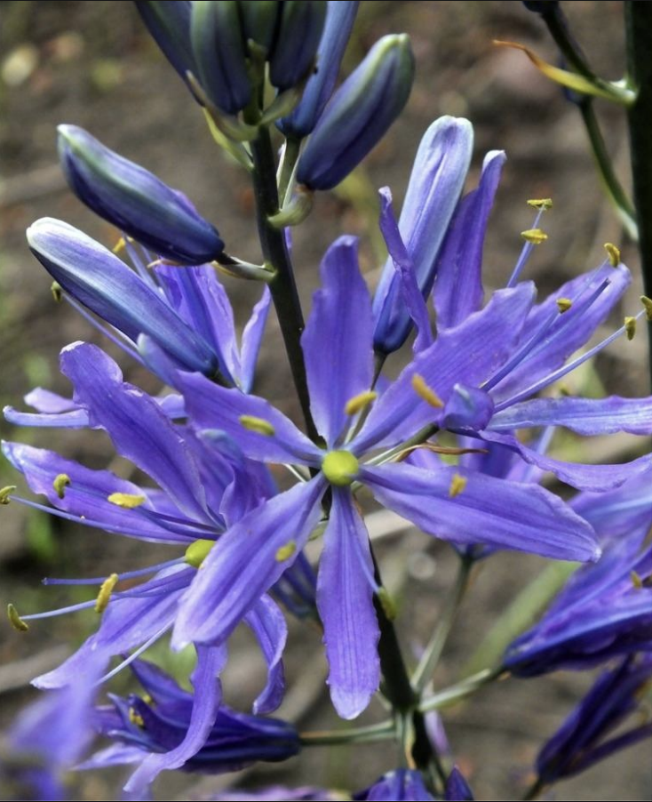 <p>creamy white<br>lavender, blue, white<br>~2.5ft</p>