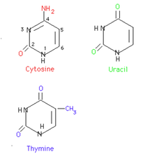 <p>*Single-ringed* nitrogenous bases; refer to cytosine, uracil (in RNA), and thymine (in DNA)</p><p>Helpful memorization tool: CUT (cytosine, uracil, thymine) the Pyramid</p>